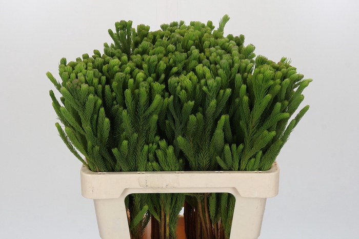 Kaaps Groen Albigreen