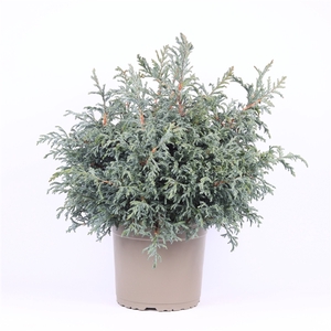 Chamaecyparis pisifera 'Baby Blue'
