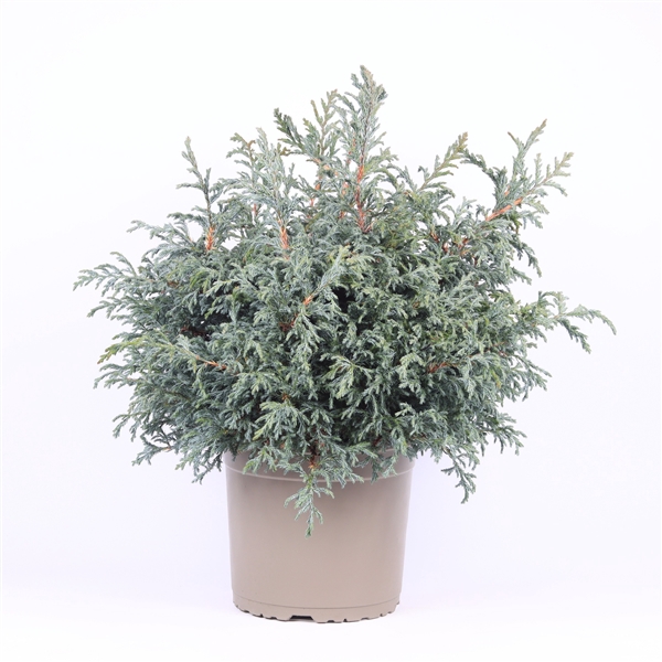<h4>Chamaecyparis pisifera 'Baby Blue'</h4>