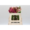 Nerine Mix