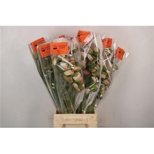 Papaver. Light Pink Ex Per Stem