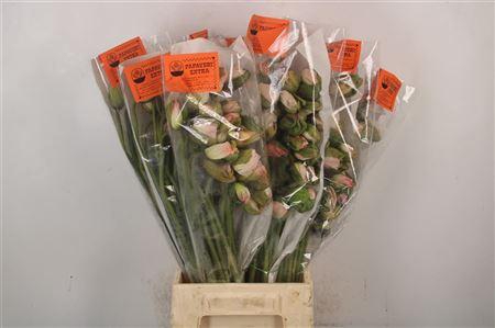 <h4>Papaver. Light Pink Ex Per Stem</h4>