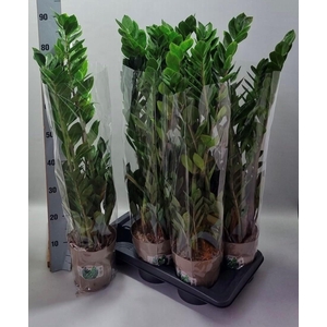 ZAMIO ZAMIIFOLIA