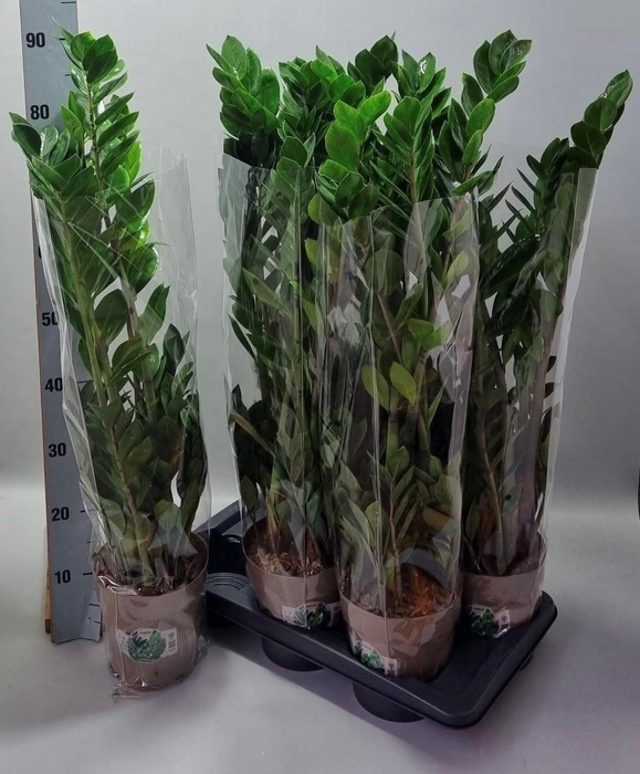 <h4>ZAMIO ZAMIIFOLIA</h4>