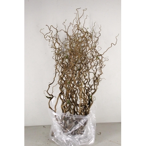 Corylus (2-Jarig)