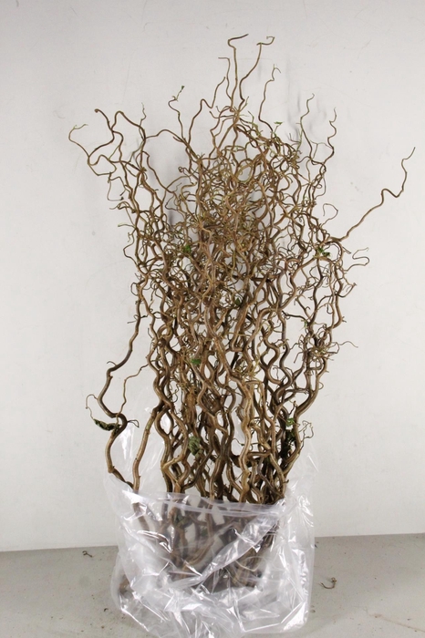<h4>Corylus (2-Jarig)</h4>
