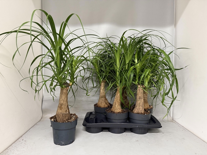 <h4>BEAUCARNEA RECUR</h4>