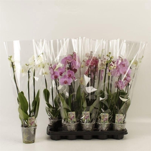 PHAL GEM