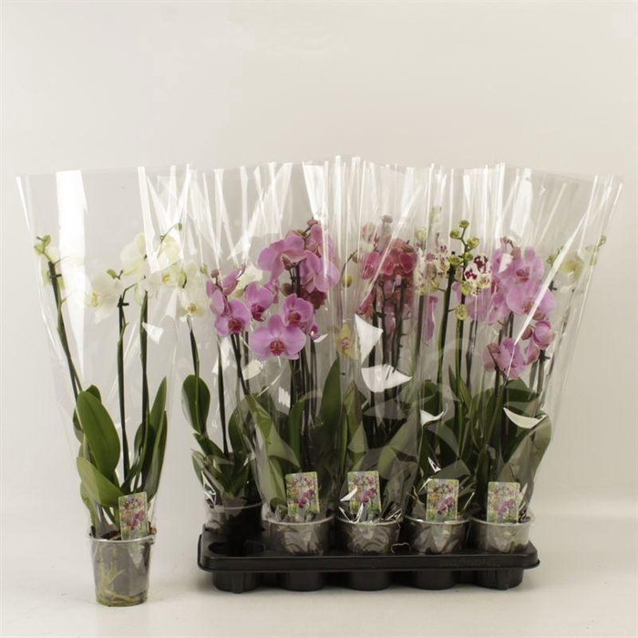 <h4>PHAL GEM</h4>