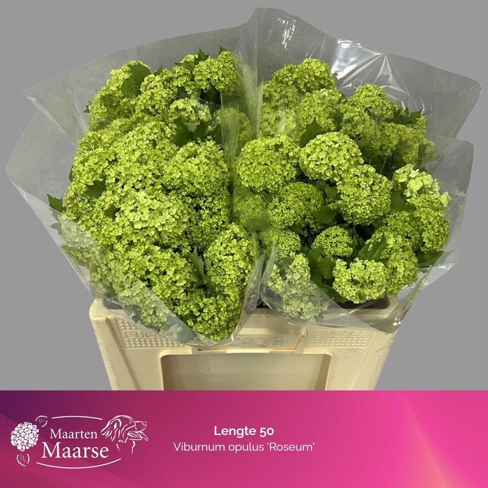 <h4>VIBURNUM ROSEUM ST</h4>