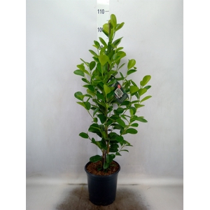 Ficus microcarpa 'Moclame'