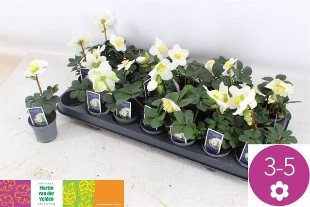 <h4>HELLEBORUS CHR CAROL P9 3+</h4>