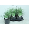 Calamagrostis acutiflora 'Overdam'