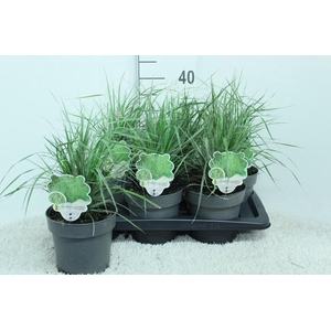 Calamagrostis acutiflora 'Overdam'