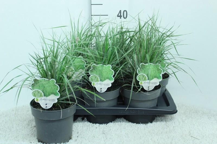 <h4>Calamagrostis acutiflora 'Overdam'</h4>