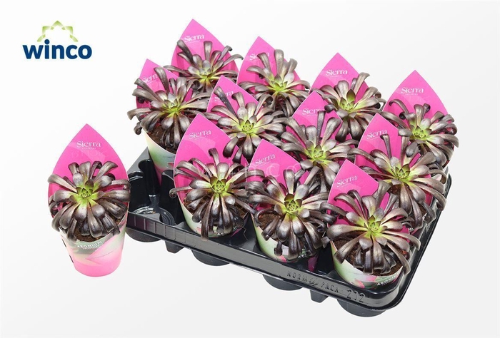 <h4>Aeonium Schwartzkopf (sierra)</h4>