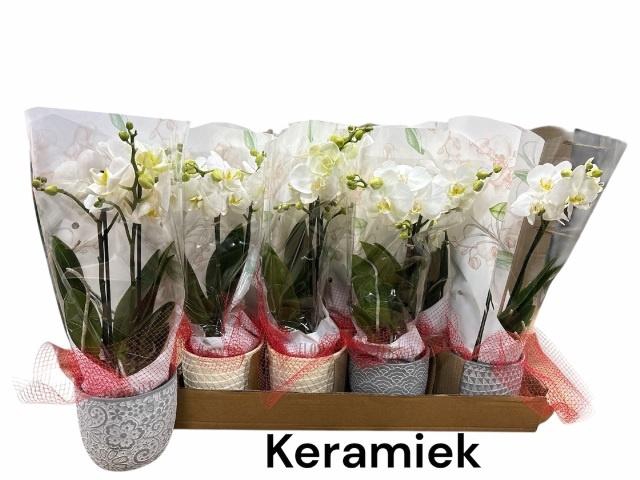 <h4>ARR PHALA MT 14+</h4>