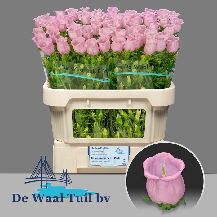 <h4>CAMPANULA MEDIUM 'CAMPANA PEARL PK'</h4>