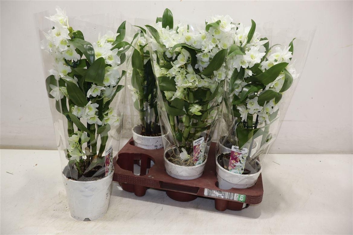 <h4>Dendr N S C Apollon</h4>