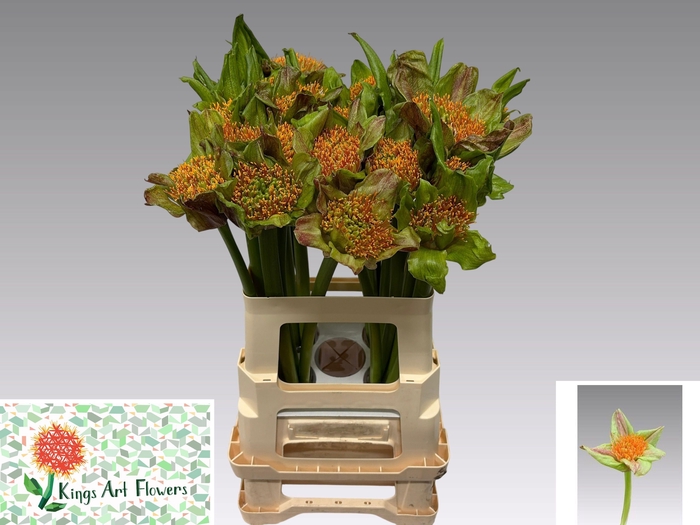 <h4>SCAD P BLITZ</h4>