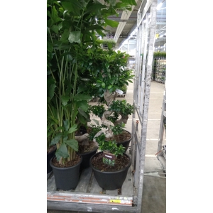 Ficus microcarpa 'Ginseng'