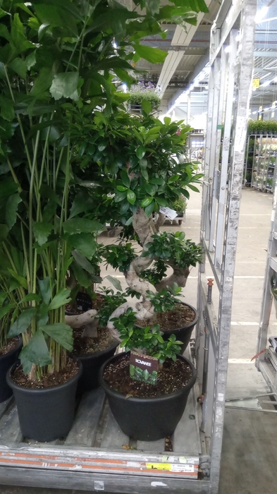 <h4>Ficus microcarpa 'Ginseng'</h4>