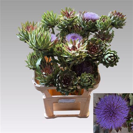 <h4>Cynara Sc Green Globe</h4>