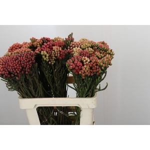 Kaaps Groen Red Brunia Small