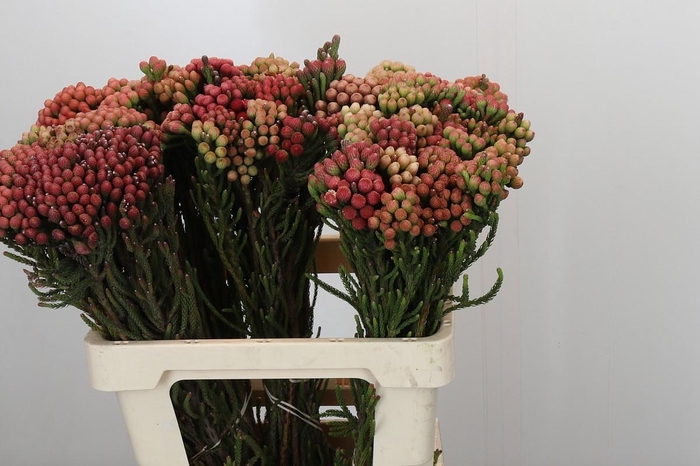 <h4>Kaaps Groen Red Brunia Small</h4>