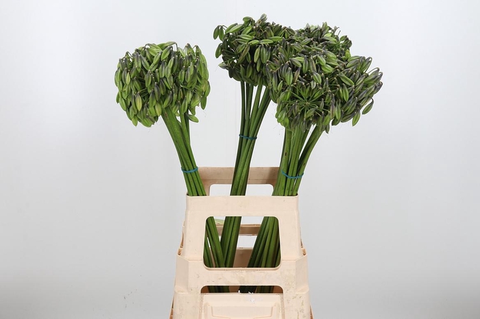 <h4>Agapanthus Overig</h4>