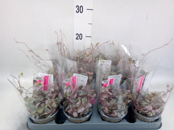 <h4>Ceropegia woodii 'Variegata'</h4>