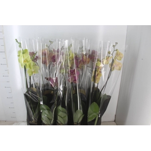 PHALAENOPSIS P12 2 HT PREMIUM