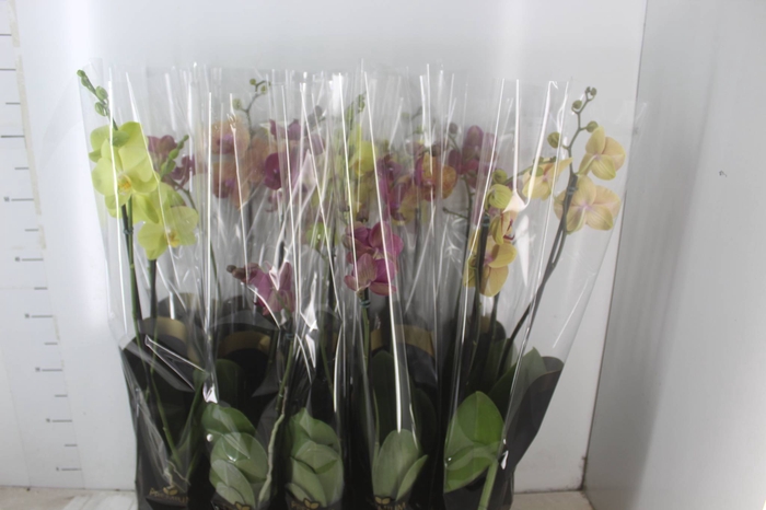 <h4>PHALAENOPSIS P12 2 HT PREMIUM</h4>