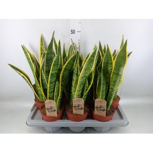 Sansevieria trifa. 'Laurentii'