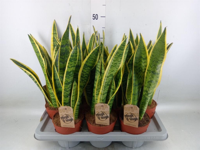 <h4>Sansevieria trifa. 'Laurentii'</h4>