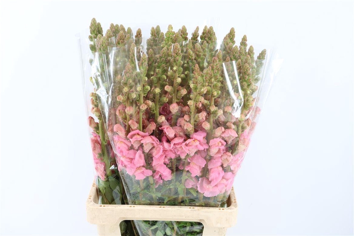 <h4>Antir Overig Pink</h4>