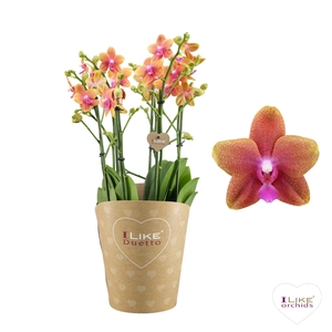 Duetto Bolgheri Multi 60+ (scented)