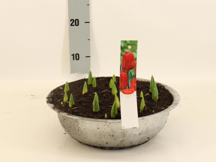 <h4>TUL DU RED PRINCESS</h4>