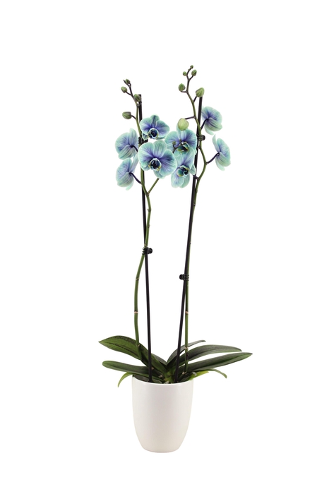 <h4>Hugo White Phal I Am Northern Light 2T14+</h4>