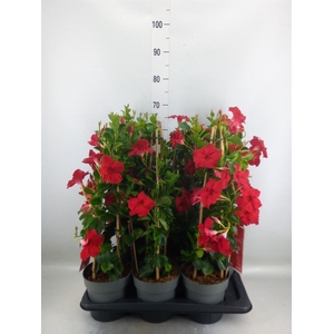 Mandevilla am. 'Sundav Red'