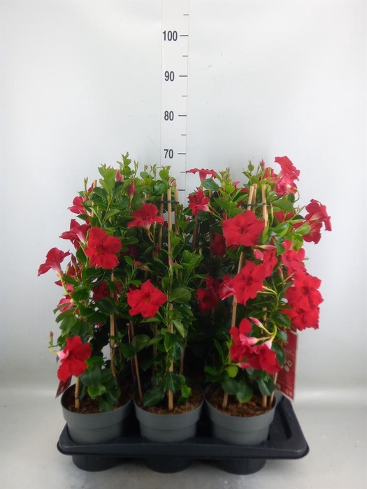 <h4>Mandevilla am. 'Sundav Red'</h4>