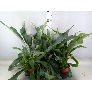 Platycerium bifurc.