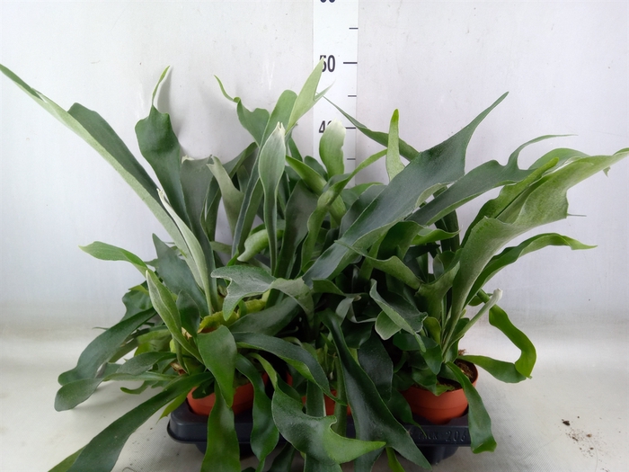 <h4>Platycerium bifurc.</h4>