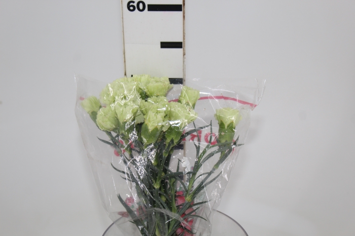 <h4>CRAVO GREENSHOT 050 CM</h4>