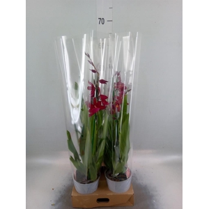 Burrageara  'Nelly Isler'