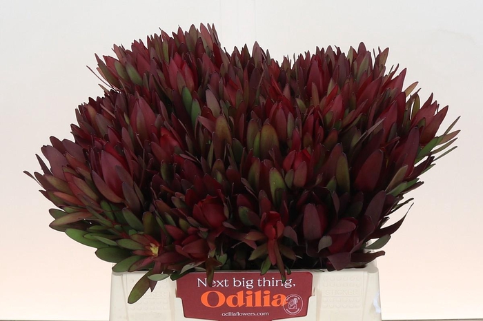 <h4>Leucadendron Saf Sunset Dark R.</h4>