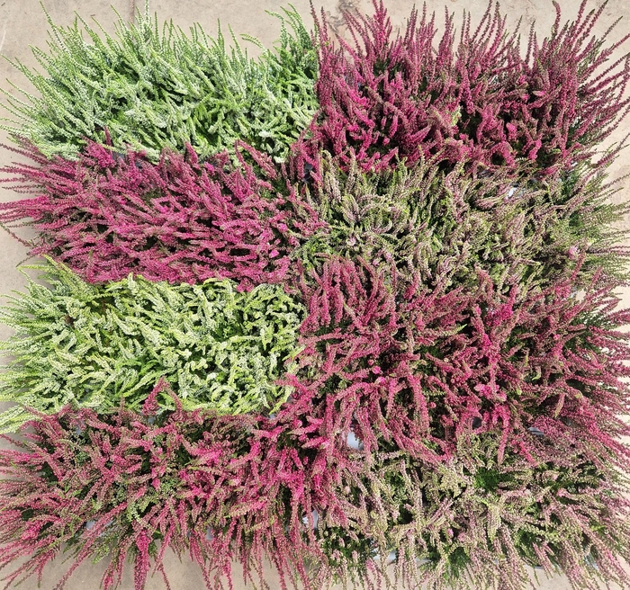 <h4>CALLU CAL NOVA MIXK</h4>