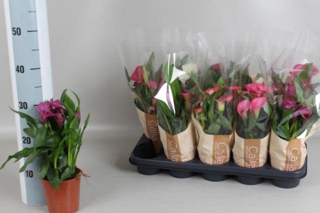 <h4>ZANT GEM 4 KL</h4>