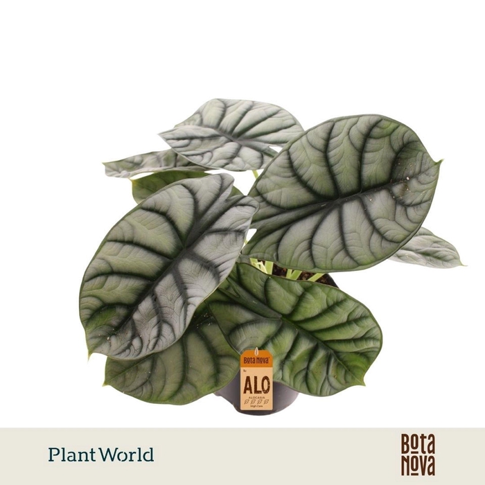 <h4>Alocasia</h4>