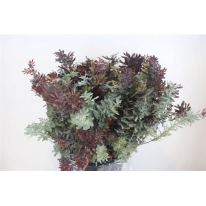 Mimosa Baleana P Bunch